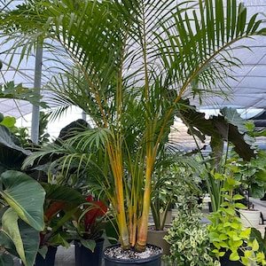 Areca Palm, Golden Cane, Dypsis Lutescens 7gal Pot, 8-9ft