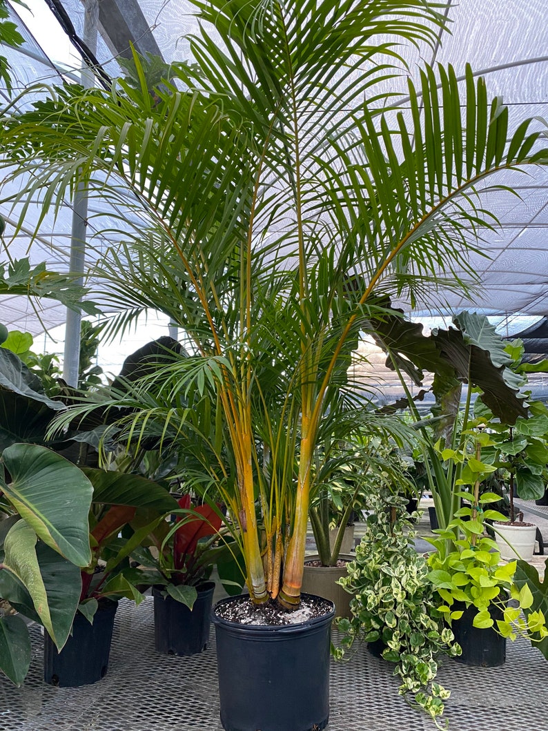 Areca Palm, Golden Cane, Dypsis Lutescens 7gal Pot, 8-9ft