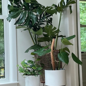 Monstera Thai Constellation by LEAL PLANTS ECUADOR| Monstera Live Indoor  House Plants Swiss Cheese Plant | Deliciosa Live Plant|Monstera Live Indoor