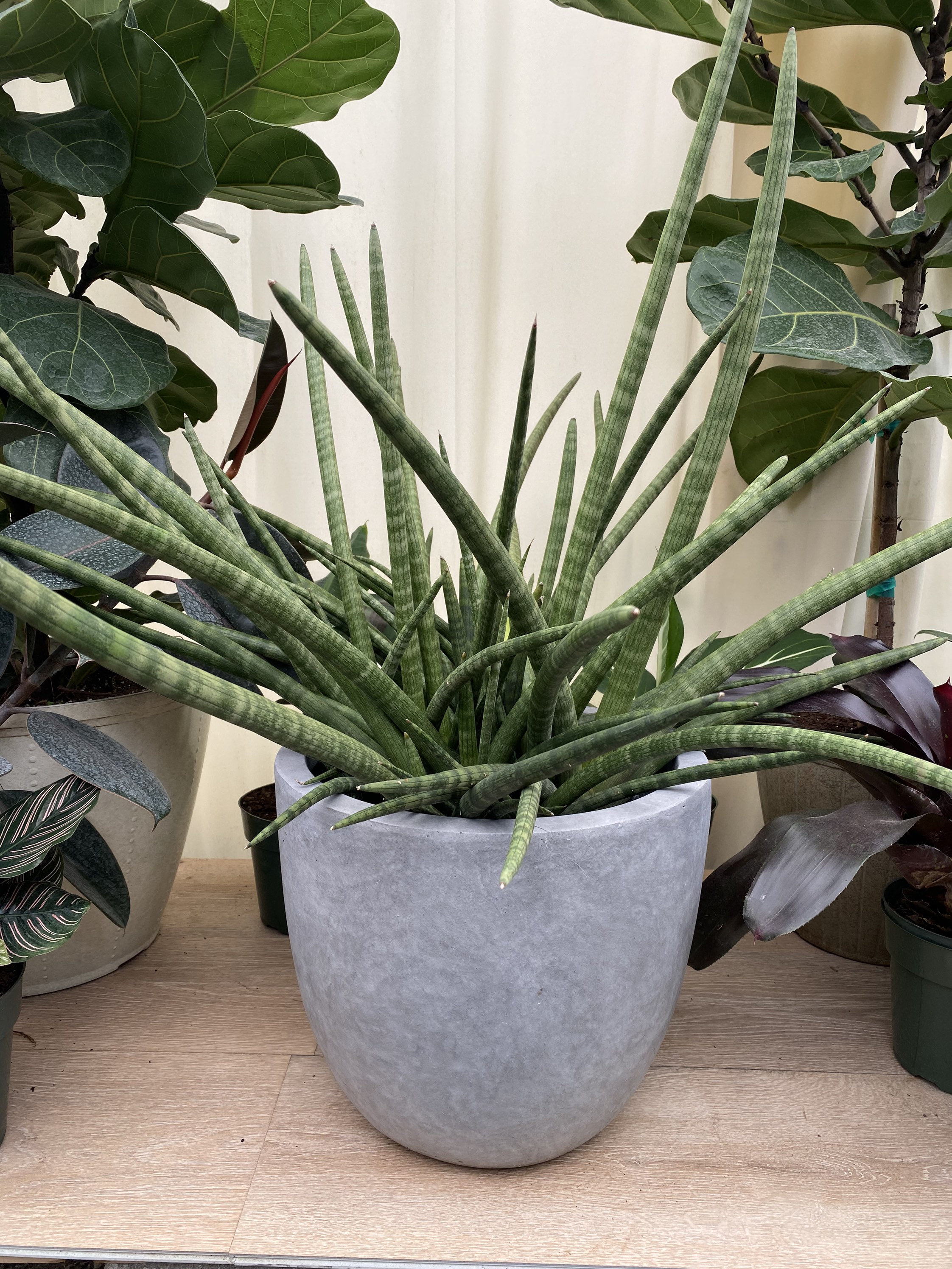 Sansevieria Fernwood Mikado, Snake Plant - Etsy