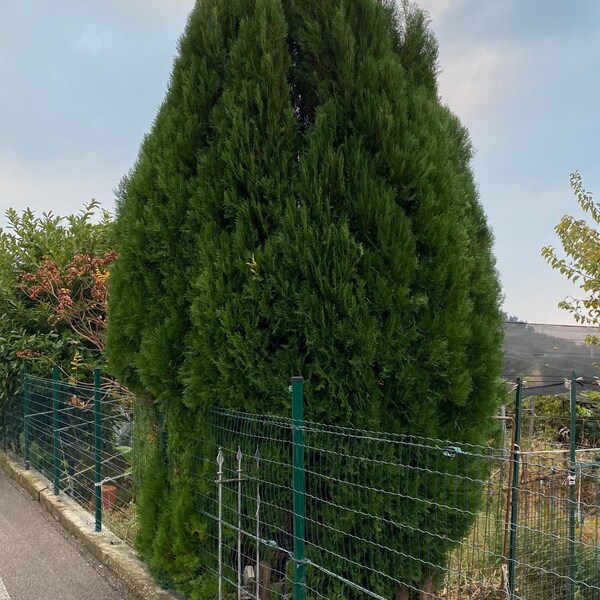 Emerald Green Arborvitae Occidentalis Cypress