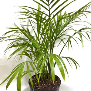 Majesty Palm, Ravenea Rivularis Live Indoor Plant image 5