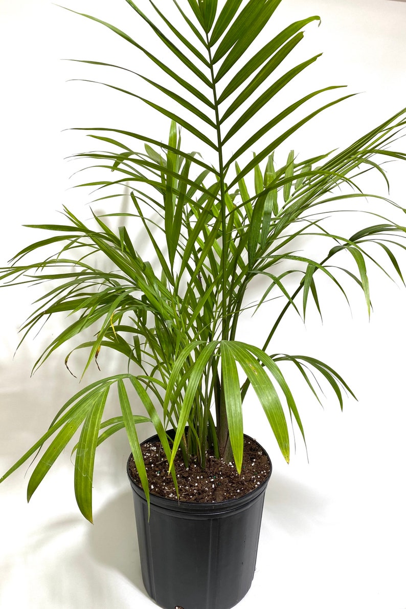 Majesty Palm, Ravenea Rivularis Live Indoor Plant image 5