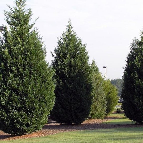 Leyland Cypress Cupressus Leylandy Fast Growing Tree Etsy