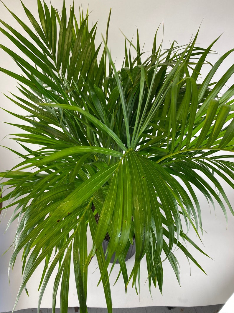 Areca Palm, Golden Cane, Dypsis Lutescens image 4