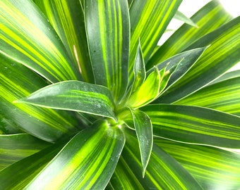 Dracaena Song of Jamaica, Dracaena Reflexa