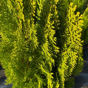 Yellow Ribbon Arborvitae, Thuja occidentalis Cypress image 6