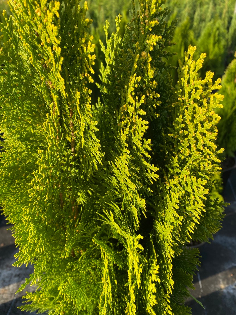 Yellow Ribbon Arborvitae, Thuja occidentalis Cypress image 6