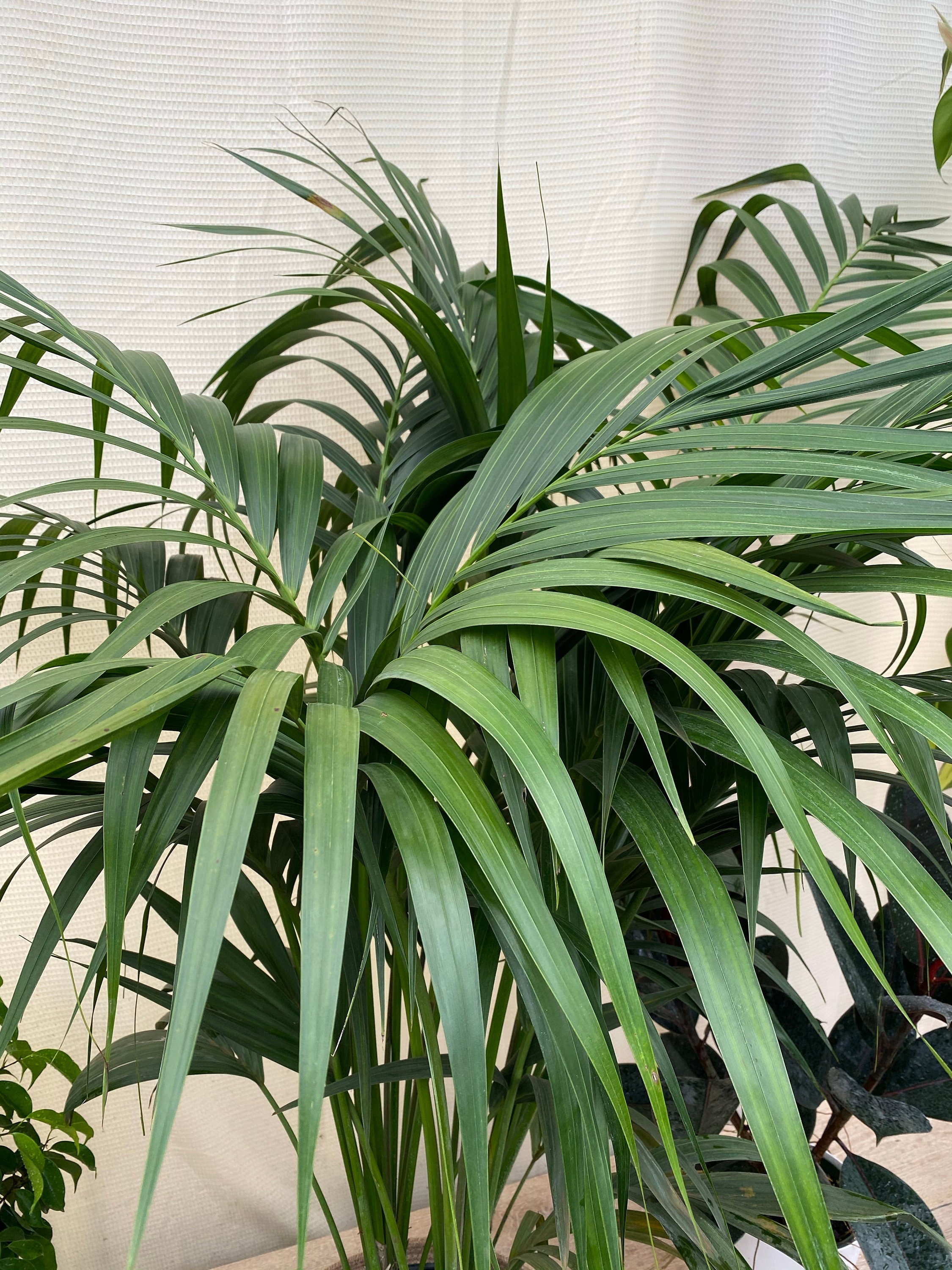 Kentia Palm Single, Howea Belmoreana, Exotic and Rare - Etsy