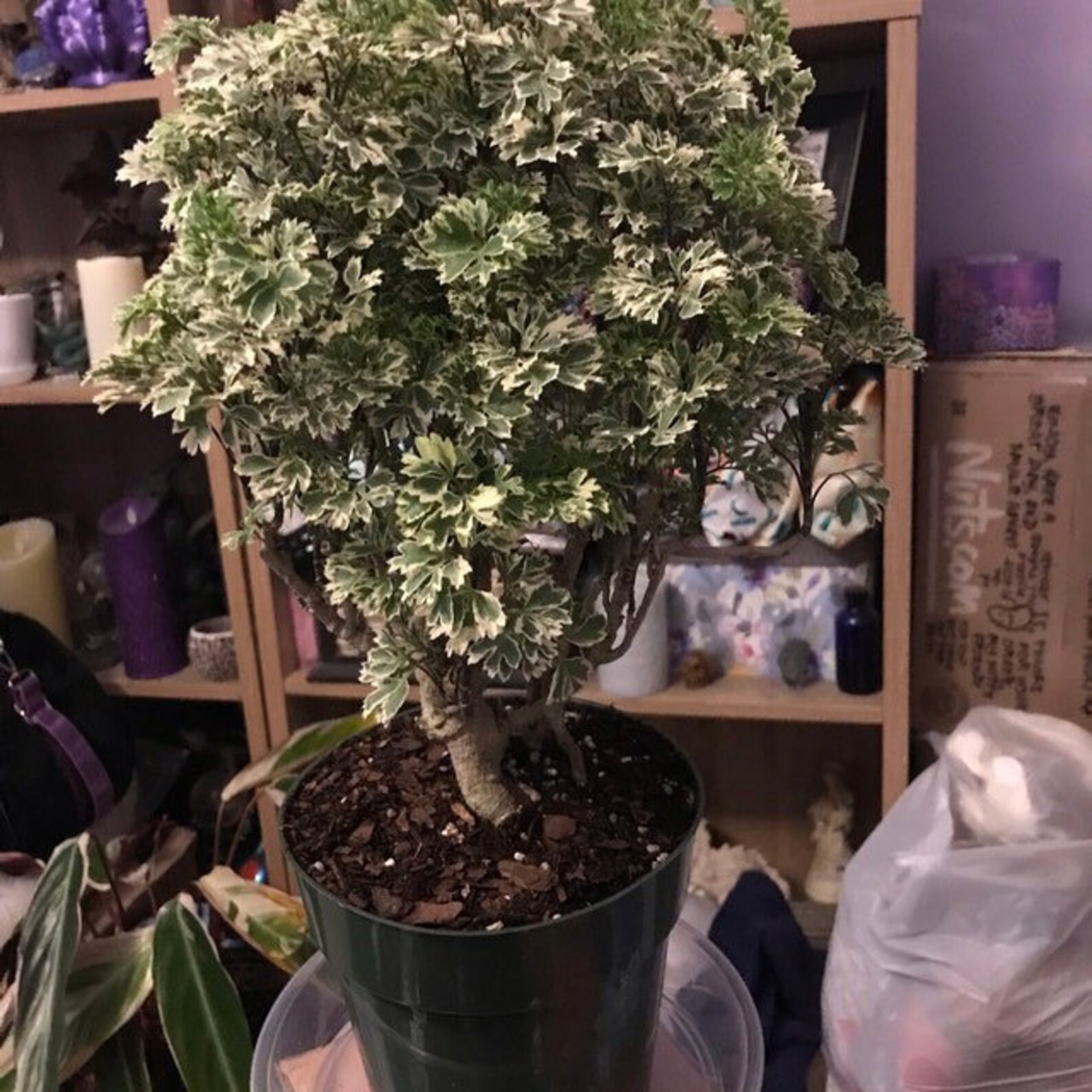 Aralia Ming Gold Bonsai Tree Aralia Parsley Live Plant Etsy