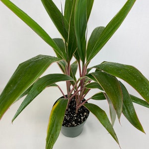 Cordyline Fruticosa Pink Diamond, Good Luck Plant image 2