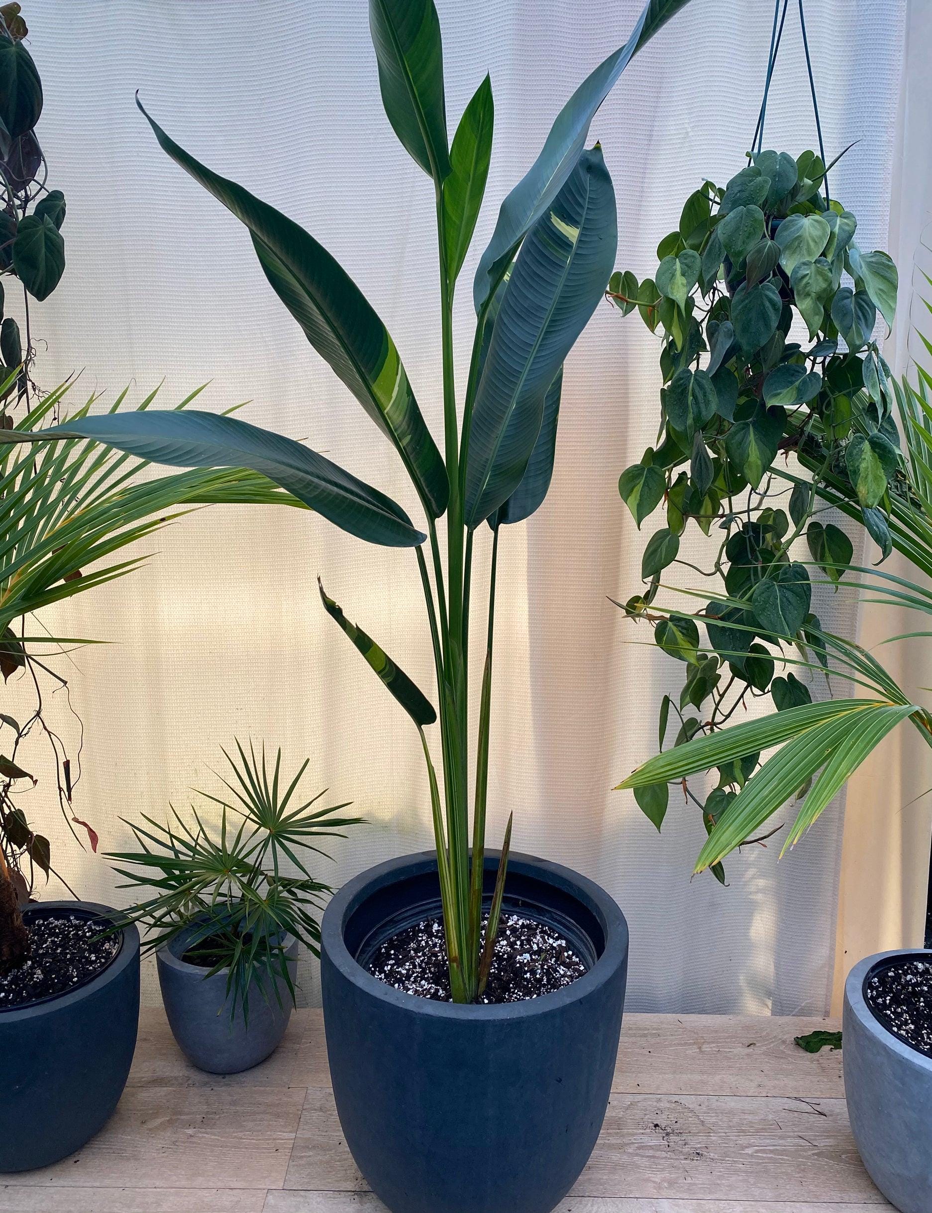 Variegated Bird of Paradise Tree, Rare and Exotic - Etsy