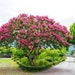 see more listings in the Tree Form Plants section