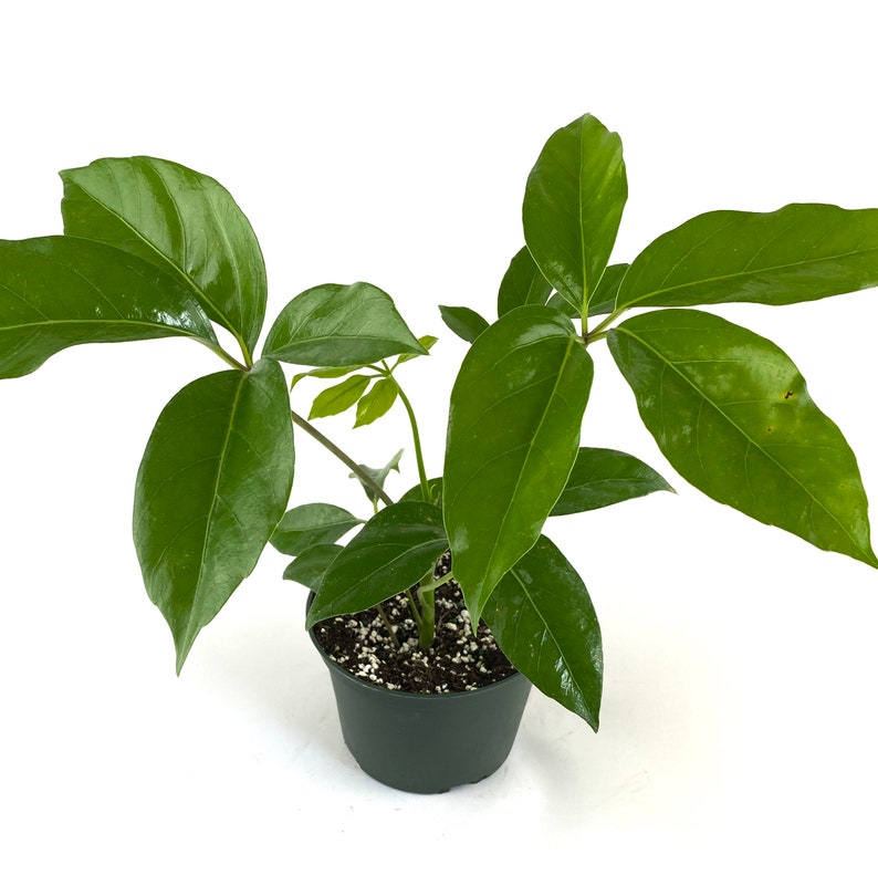Schefflera Amate Umbrella Plant 6 Grower Pot Live Plant Etsy