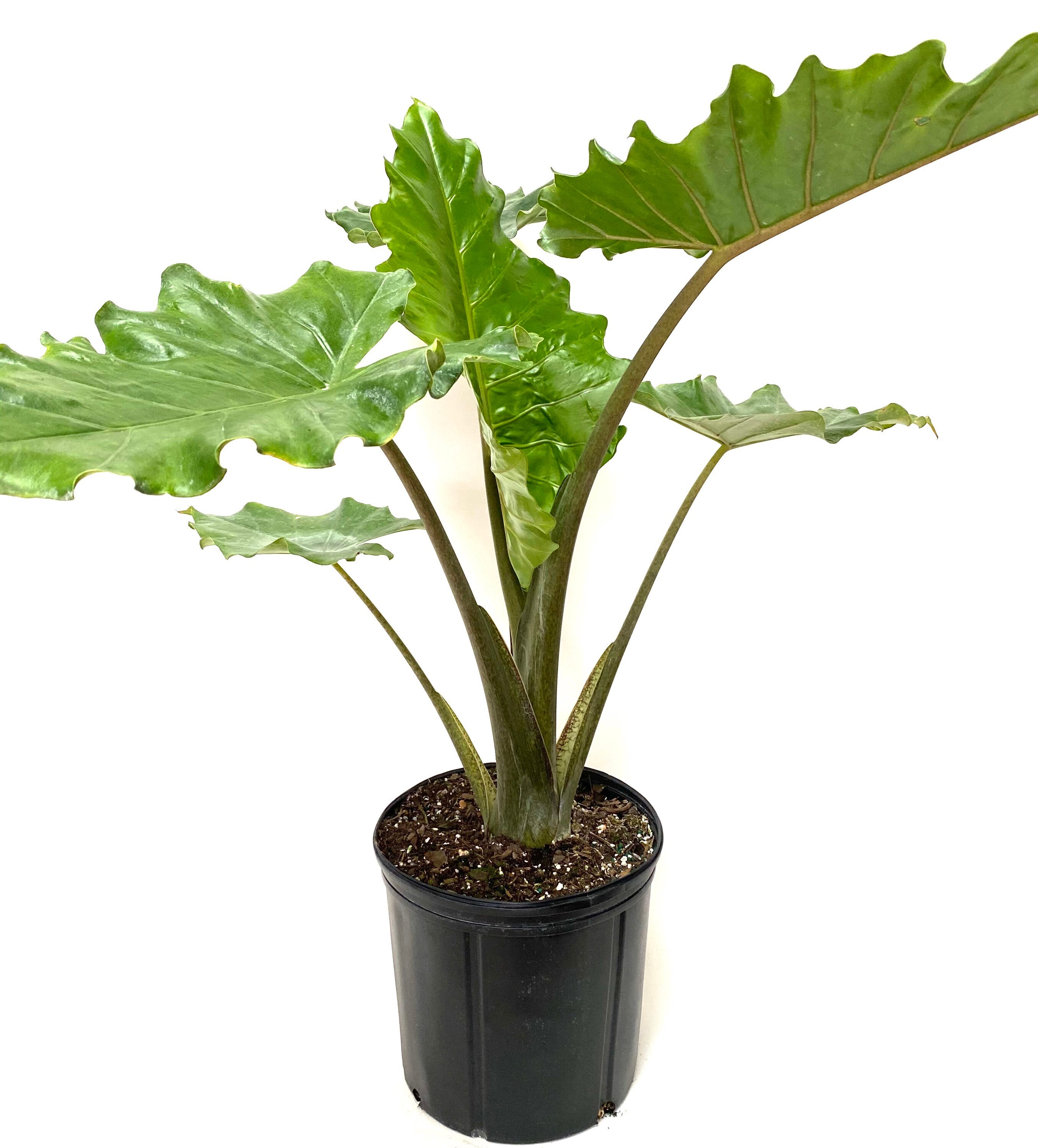 Alocasia Portora, Elephant Ears, Live Tropical Plant - Etsy 日本