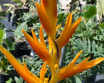 vitamin RHirotaka bird of paradise Amazon.com : TPS NUTRIENTS Bird of Paradise Fertilizer for