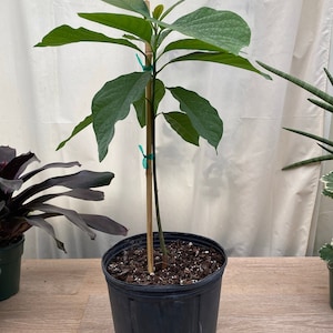 Catalina Avocado Fruit Tree, Persea Americana