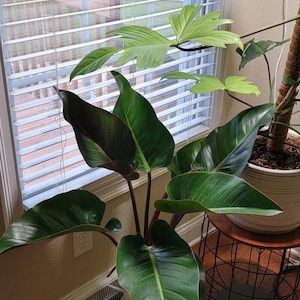 Philodendron Red Congo, Tropical Plant Indoor Air Purifier