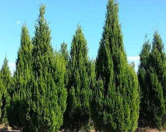 Brodie Southern Red Cedar Tree, Fast Growing Evergreen Privacy Cypress