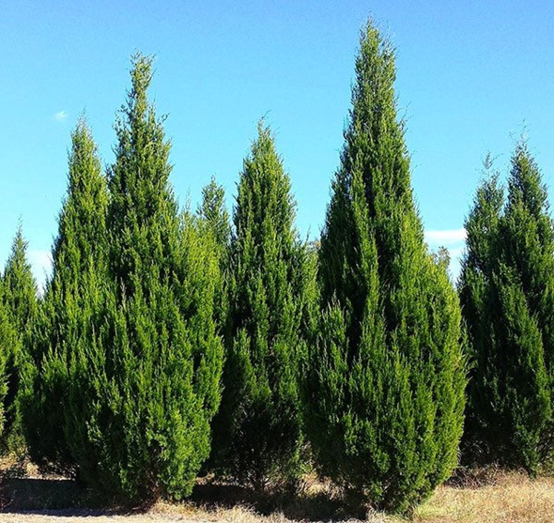 Brodie Eastern Red Cedar Tree, Fast Growing Evergreen Privacy Cypress image 1