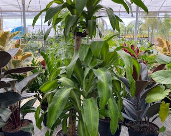 Dracaena Massangeana Mass Cane 2 Stem, Staggered Corn Plant