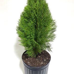 Blue Cone Arborvitae Thuja Orientalis Cypress image 5