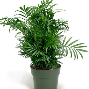 Parlor Neanthe Bella Palm, Live Plant Indoor Air Purifier image 3