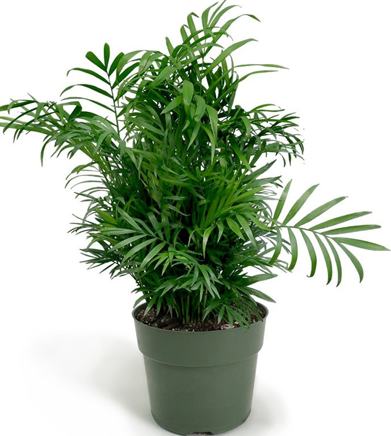 Parlor Neanthe Bella Palm, Live Plant Indoor Air Purifier image 3