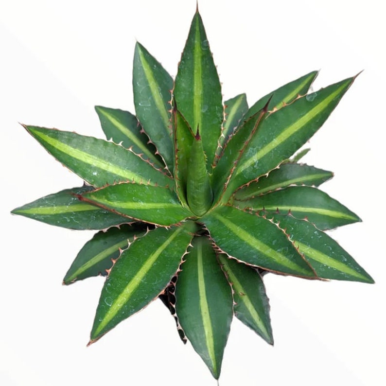 Agave lophantha 'Splendida' image 1