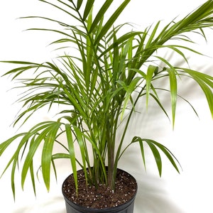Majesty Palm, Ravenea Rivularis Live Indoor Plant image 4
