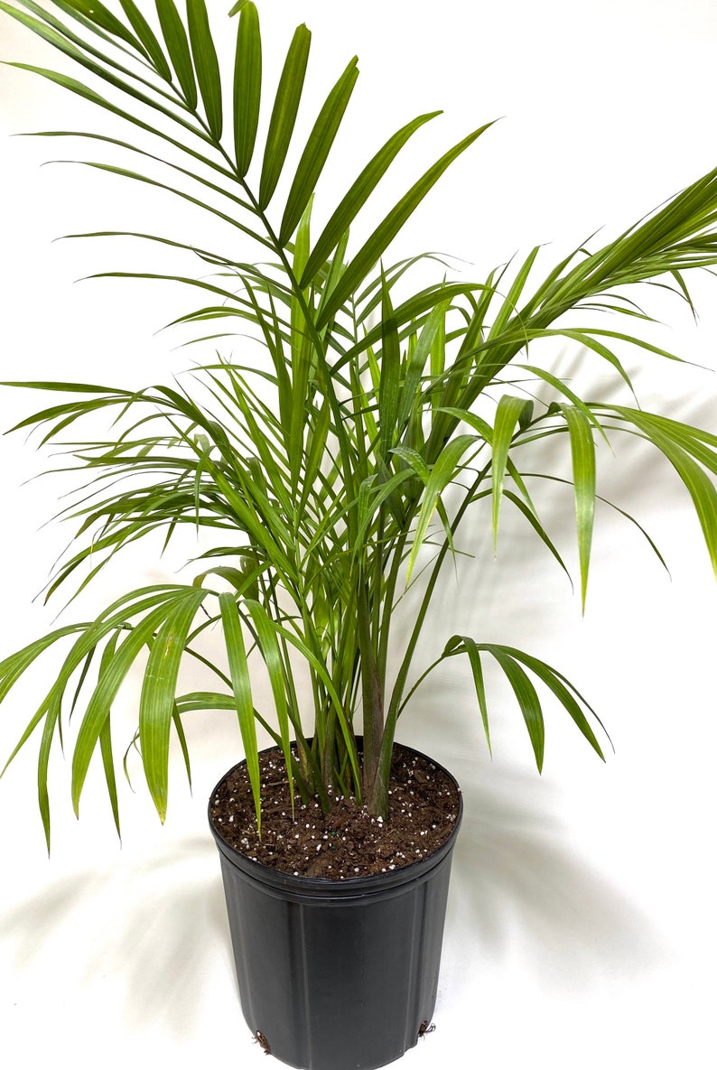 Majesty Palm, Ravenea Rivularis Live Indoor Plant image 4