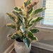 see more listings in the Ficus Plants section