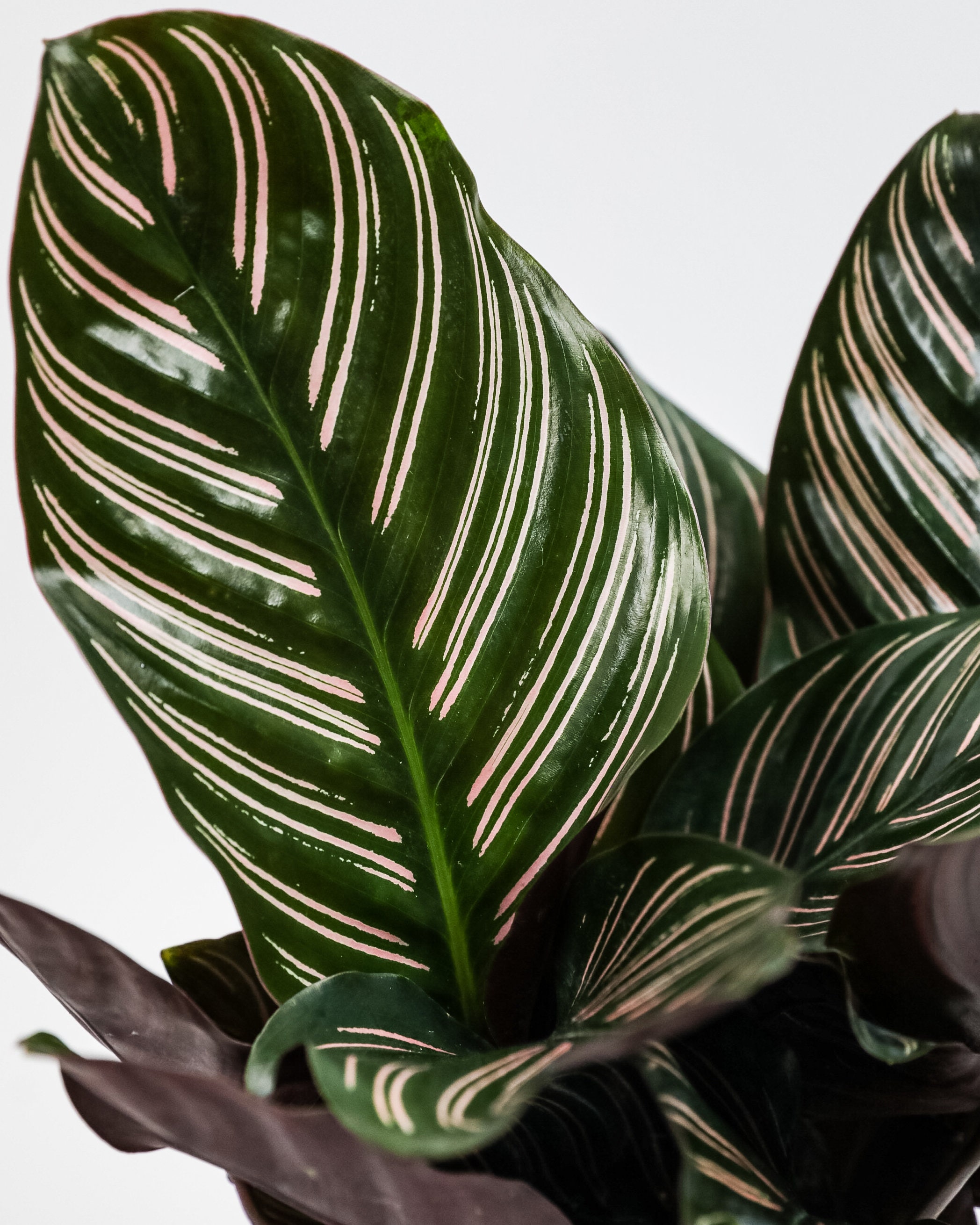 Calathea Pink Stripes Ornata Prayer Plants, Indoor Air Purifier