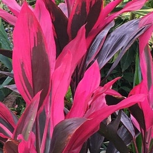 Cordyline Red Sister 6in Grower Pot 24in Overall Height Etsy Cordyline Red Sister 6in Grower Pot 24in Overall Height Etsy
