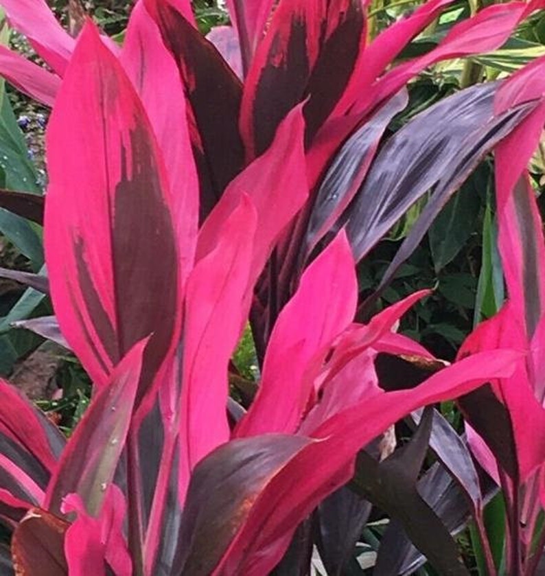 Cordyline Red Sister Terminalis Ti Plants | Etsy