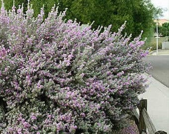 Texas Sage, Silverleaf Purple Sage