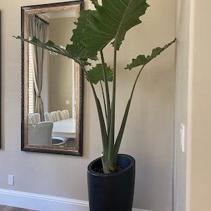 Alocasia Portora, Elephant Ears, Live Tropical Plant