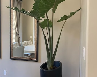 Alocasia Portora, Elephant Ears, Live Tropical Plant