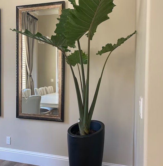 Variegated Alocasia Portora - Etsy Variegated Alocasia Portora - Etsy