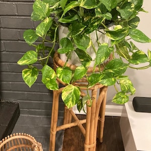 Golden Pothos in Hanging Basket, Epipremnum Aureum 8in Pot, 17-20in