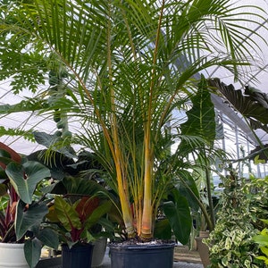 Areca Palm, Golden Cane, Dypsis Lutescens image 1