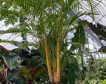 Areca Palm, Golden Cane, Dypsis Lutescens