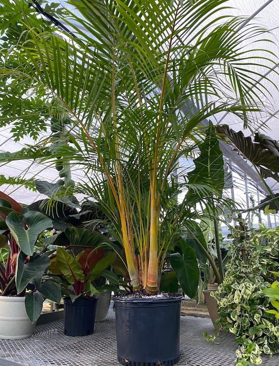 Palma Dypsis Lutescens (Dypsis lutescens, Arekové Palmy, Arekovou Palmu, před přímým, před přímým sluncem) Palma Dypsis Lutescens