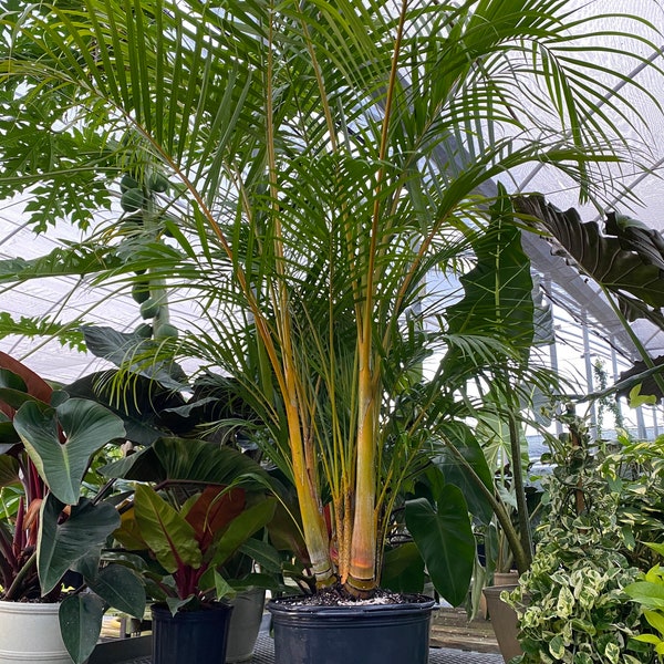 Areca Palm, Golden Cane, Dypsis Lutescens