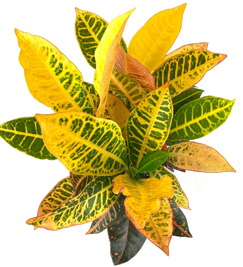 Croton Petra 6in Grower Pot Live Plant Indoor Air Purifier Etsy