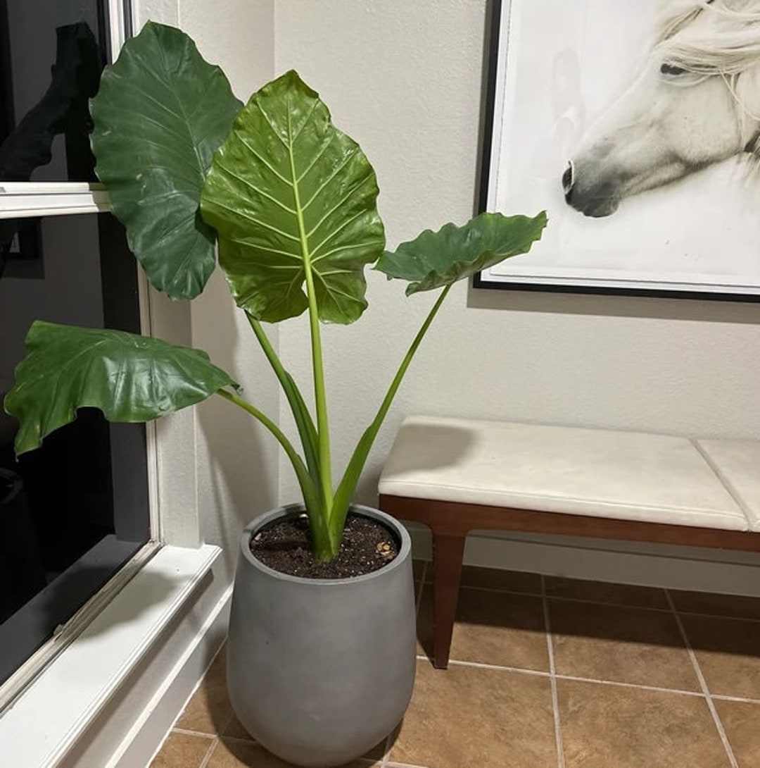 Alocasia Borneo Giant Elephant Ear Live Plant Air Etsy