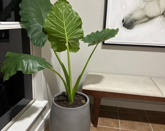 Alocasia Borneo Giant Elephant Ear, Live Tropical Plant Air Purifier