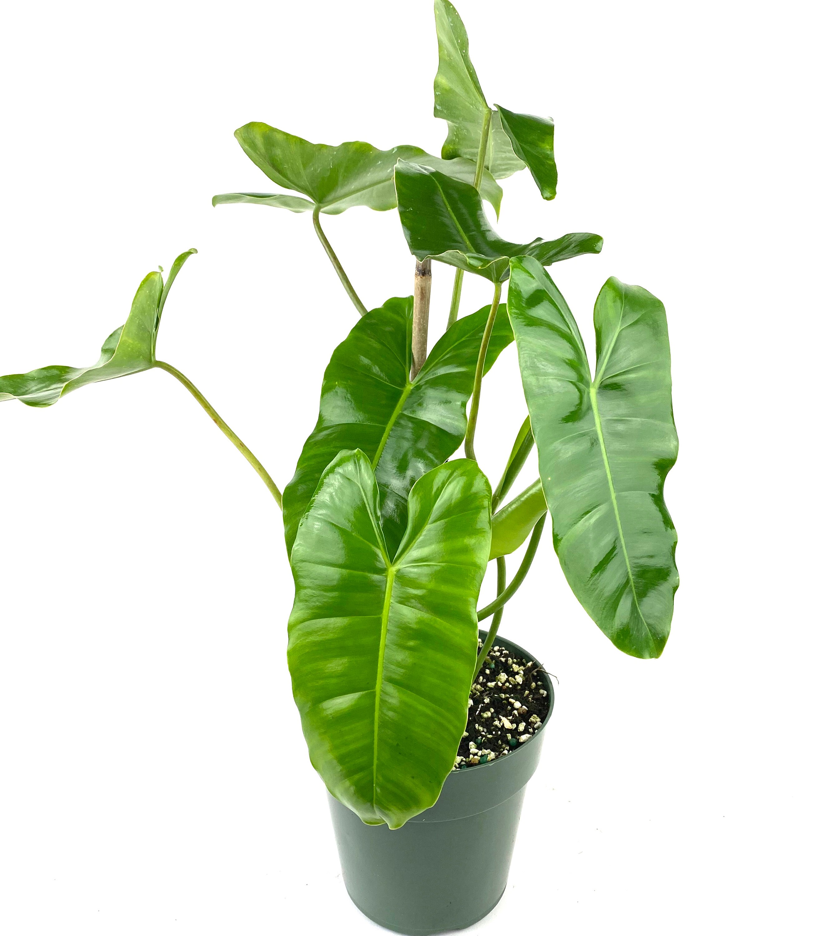 Philodendron Burle Marx 6in Grower Pot Live Plant Indoor Etsy Singapore