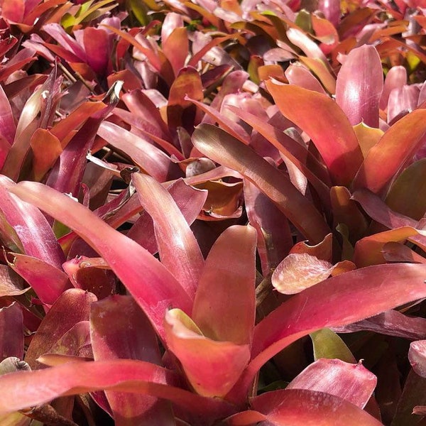 Bromeliad, Neoregelia Super Fireball