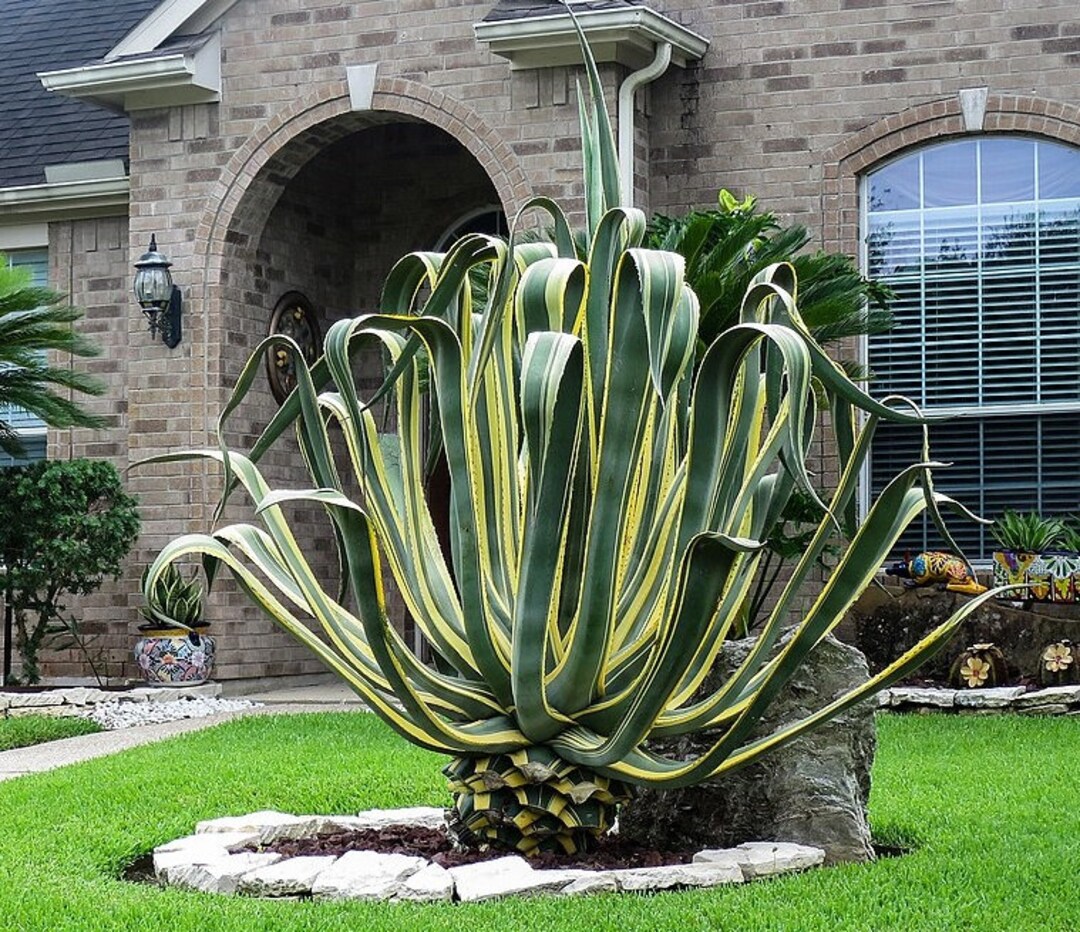 Agave Americana Variegata, Century Plant - Etsy